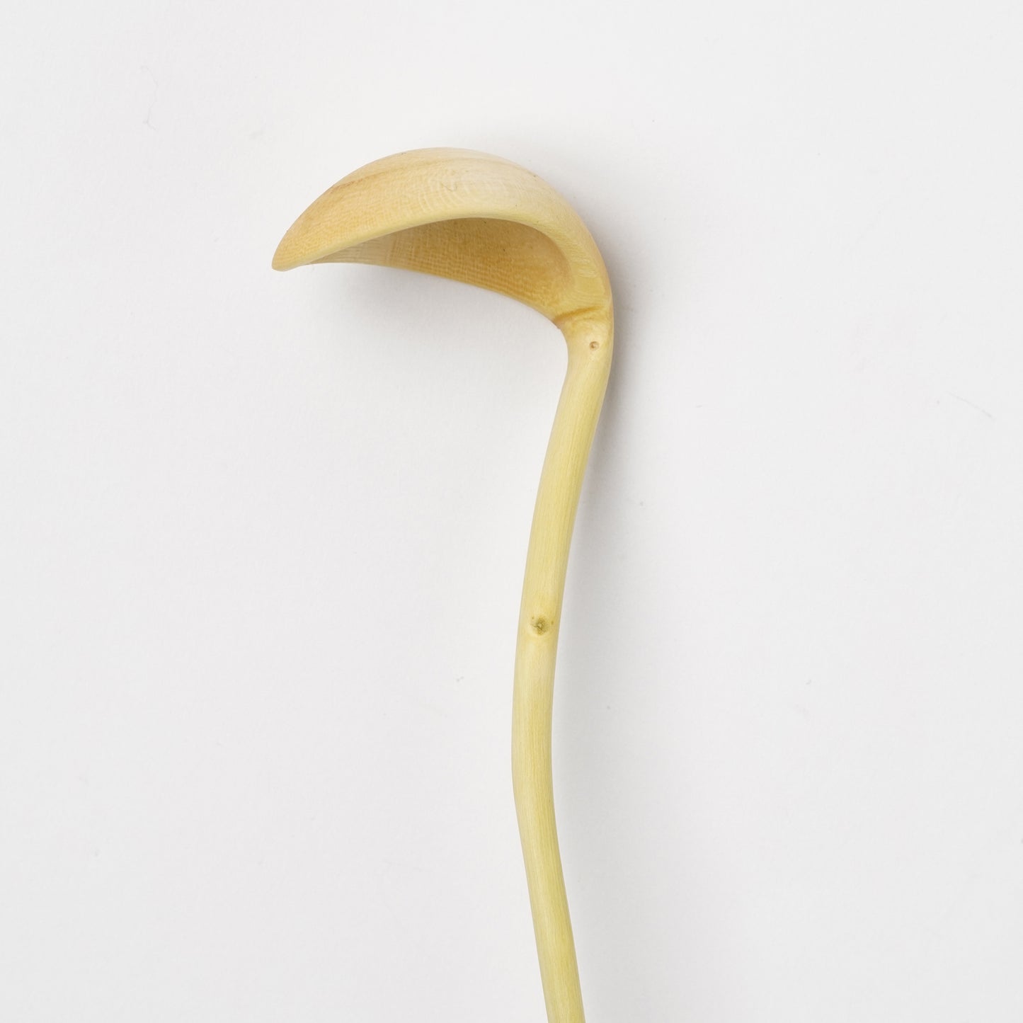 Ibuki Kaiyama Spoon of Branchese S Japanese Zelkova tree