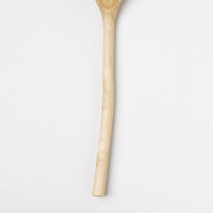 Ibuki Kaiyama Spoon of Branchese 2L Japanese Cucumber tree