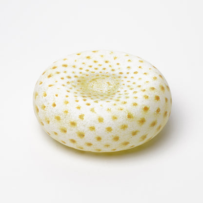 Nomichi Hashimura Plate